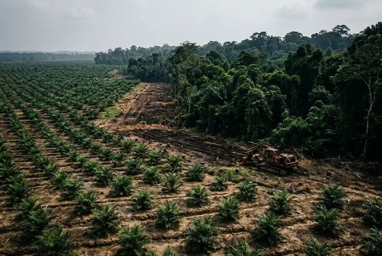 Banks Accused of Funding Deforestation-Linked Palm Oil Firms