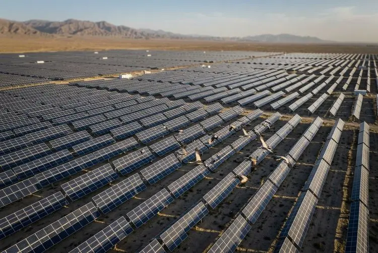 China's Solar Boom Linked to Declining Bird Diversity, Studies Warn