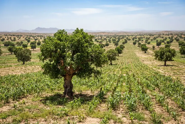 Niger regreened 5 million hectares by giving farmers tree ownership